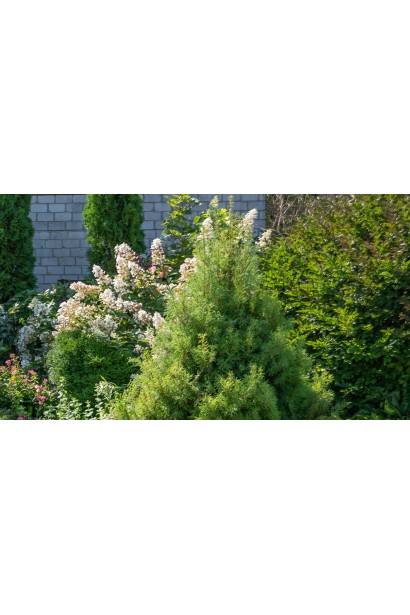 Декоративна сосна Tiny Curls взимку в саду. 